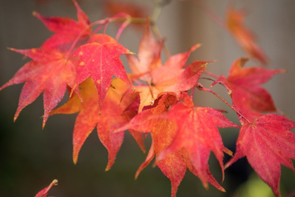 Picture of FALL MAPLES