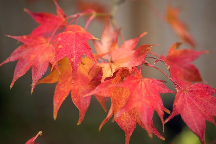 Picture of FALL MAPLES