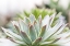 Picture of SUCCULENT STUDY I