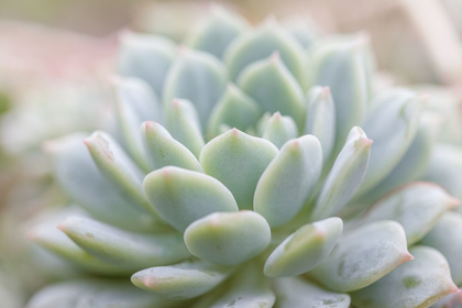 Picture of SUCCULENT STUDY II
