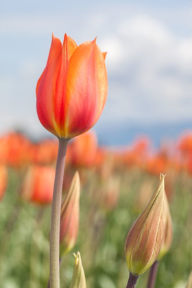 Picture of ORANGE TULIP