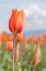 Picture of ORANGE TULIP