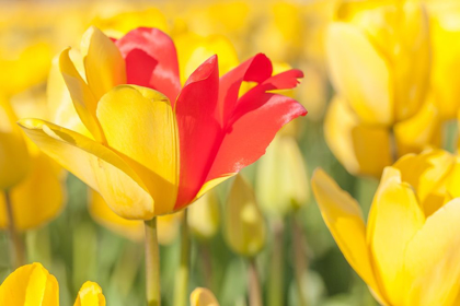 Picture of BLOOMING RED AND YELLOW 