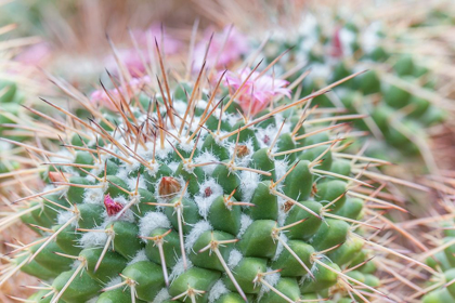 Picture of SPIKES