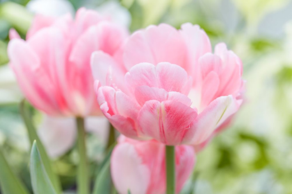 Picture of PINK PETALS