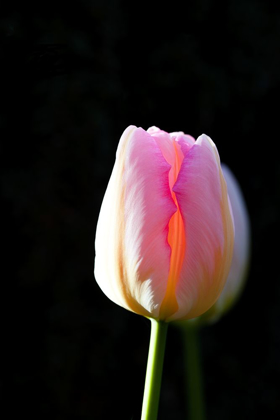 Picture of TULIP A-GLOW