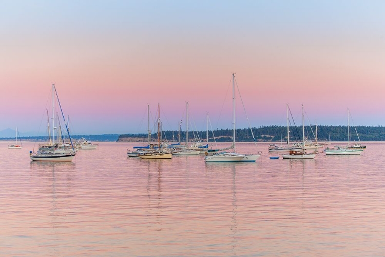 Picture of PINK ANCHORAGE