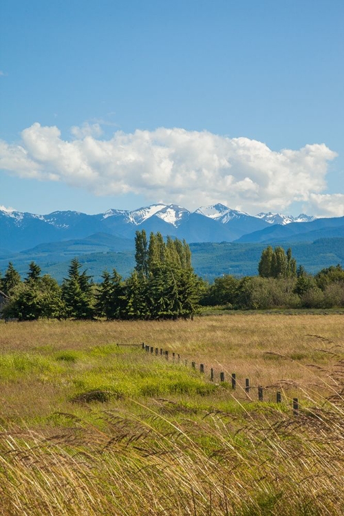 Picture of THE FIELDS IN THE FOOTHILLS