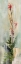 Picture of FIREWEED II