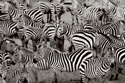 Picture of ZEBRA ABSTRACTION