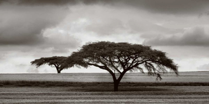 Picture of ACACIA TREES