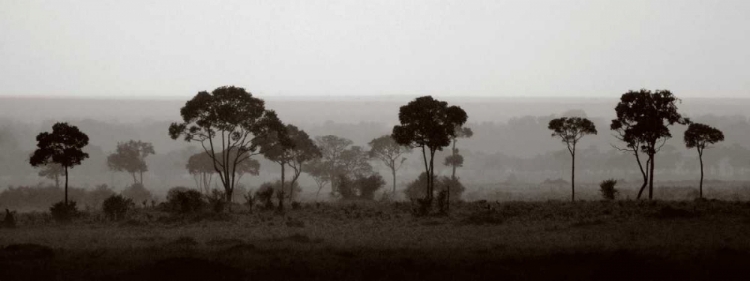 Picture of TREE LINE