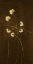 Picture of NIGHT BLOSSOMS I