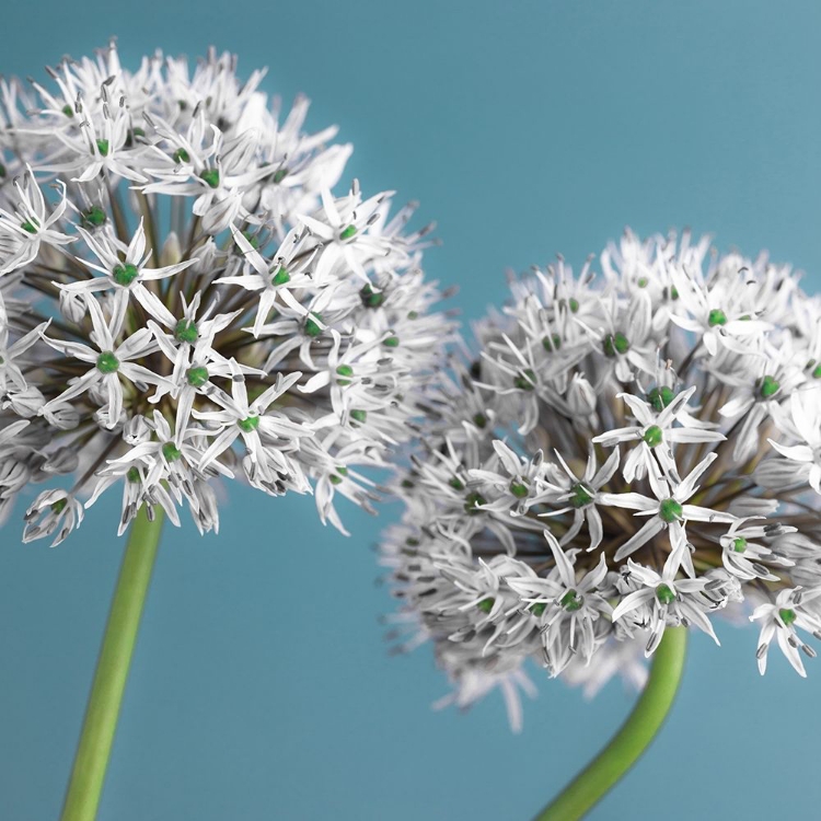 Picture of TWO ALLIUM FLOWERS, FTBR-1875