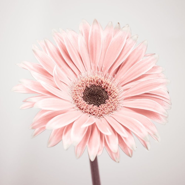 Picture of GERBERA FLOWER - FTBR-1926