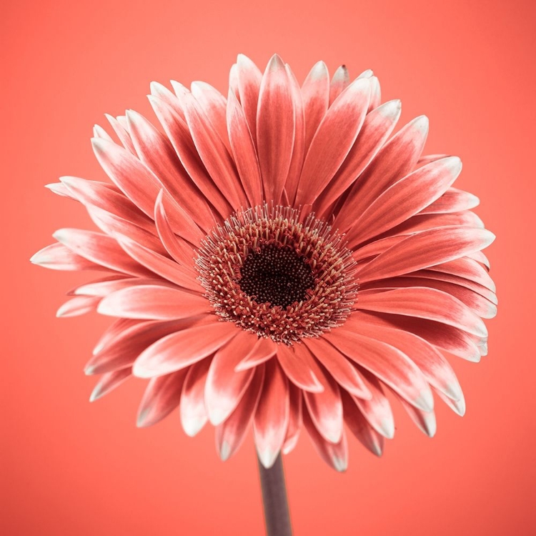 Picture of GERBERA FLOWER - FTBR-1930