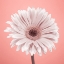 Picture of GERBERA FLOWER - FTBR-1928