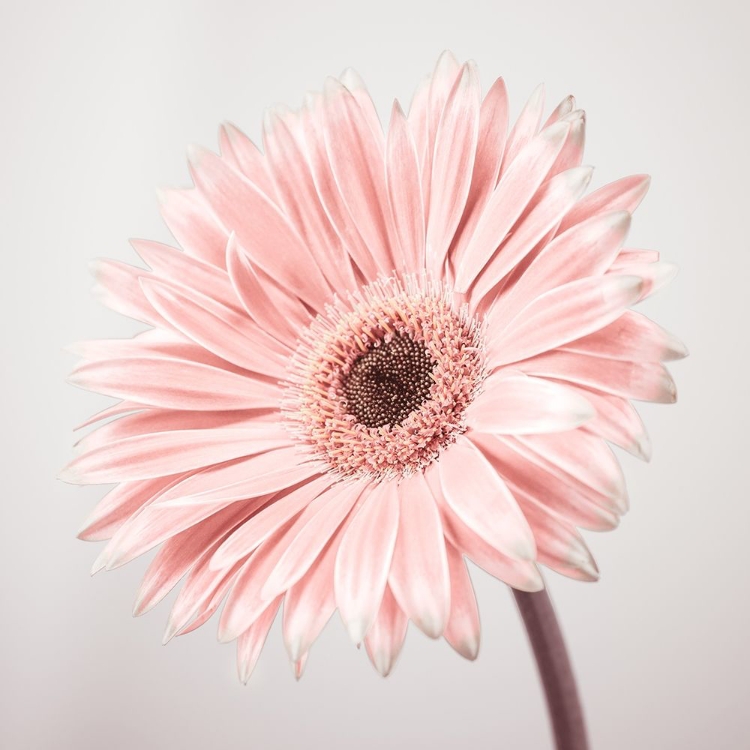 Picture of GERBERA FLOWER - FTBR-1927