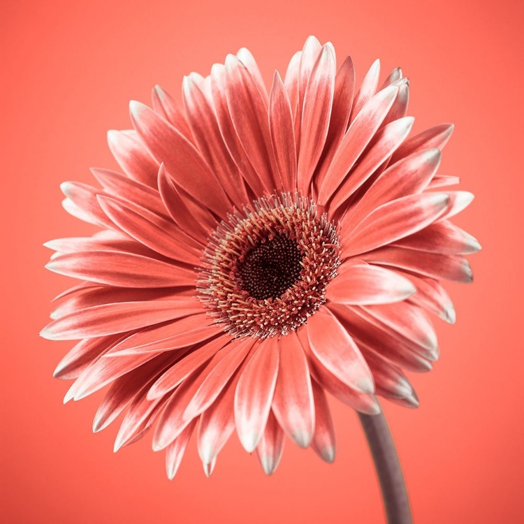 Picture of GERBERA FLOWER - FTBR-1931