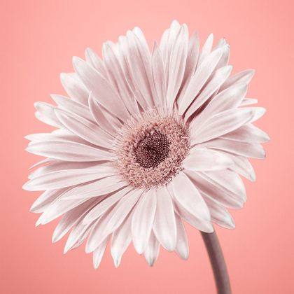 Picture of GERBERA FLOWER - FTBR-1929