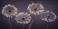 Picture of FOUR GERBERAS, FTBR-1883