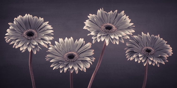 Picture of FOUR GERBERAS, FTBR-1883