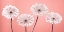 Picture of FOUR GERBERAS, FTBR-1884