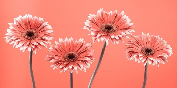 Picture of FOUR GERBERAS - FTBR-1932