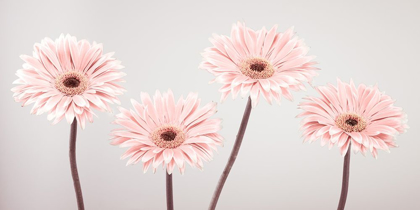 Picture of FOUR GERBERAS, FTBR-1885