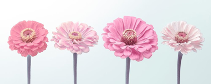 Picture of FOUR ZINNIAS IN A ROW, FTBR-1898