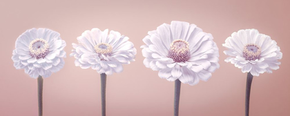 Picture of FOUR ZINNIAS IN A ROW, FTBR-1900