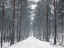 Picture of PATHWAY THROUGH SNOWY FOREST, FTBR-1912