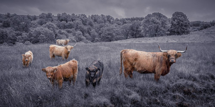 Picture of HIGHLAND COWS, FTBR-1913