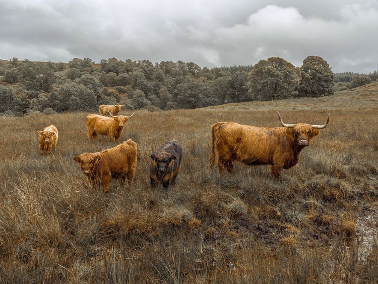 Picture of HIGHLAND COWS, FTBR-1914