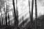 Picture of MYSTICAL FOREST AND SUNBEAMS