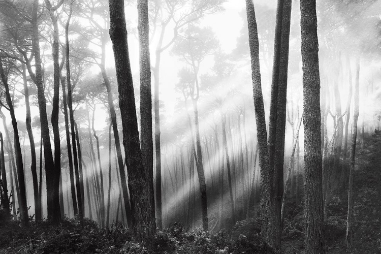 Picture of MYSTICAL FOREST AND SUNBEAMS