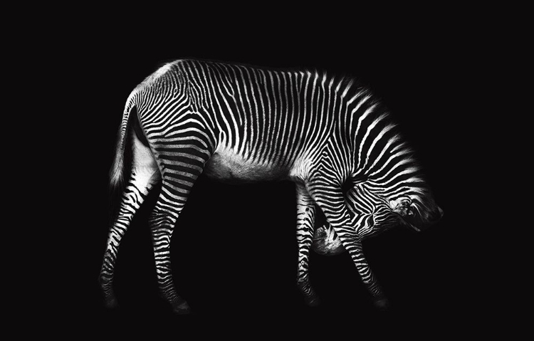 Picture of ZEBRA SOLO