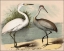 Picture of COASTAL VISITORS I    