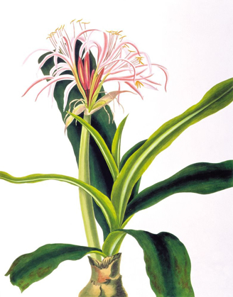 Picture of CRINIUM HYBRIDUM