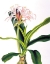 Picture of CRINIUM HYBRIDUM