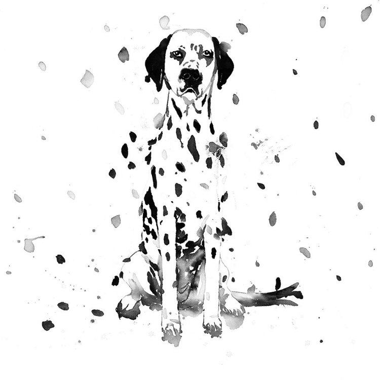 Picture of DALMATIAN DOG