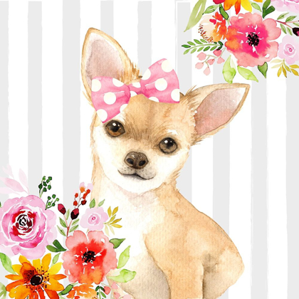 Picture of CHIHUAHUA DOG