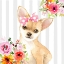 Picture of CHIHUAHUA DOG