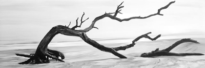 Picture of DEAD TREE IN THE MIDDLE OF WATER