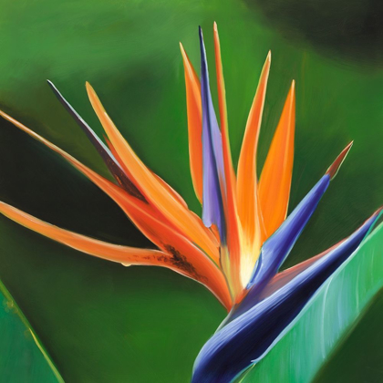 Picture of BIRD OF PARADISE FLOWER 