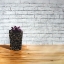 Picture of SUCCULENT IN A POT