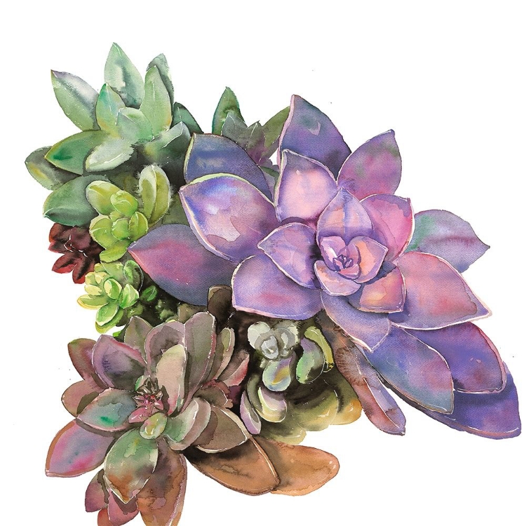 Picture of SUCCULENT PLANT