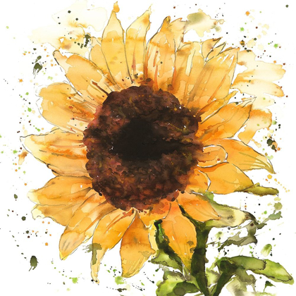 Picture of BIG SUNFLOWER
