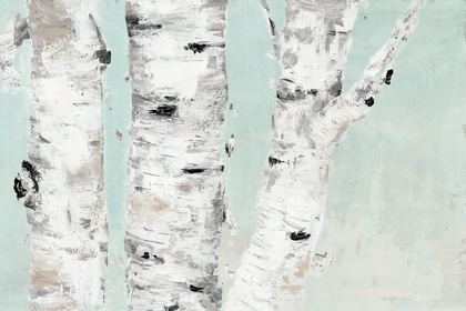 Picture of BIRCH TREE CLOSE UP