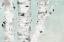 Picture of BIRCH TREE CLOSE UP